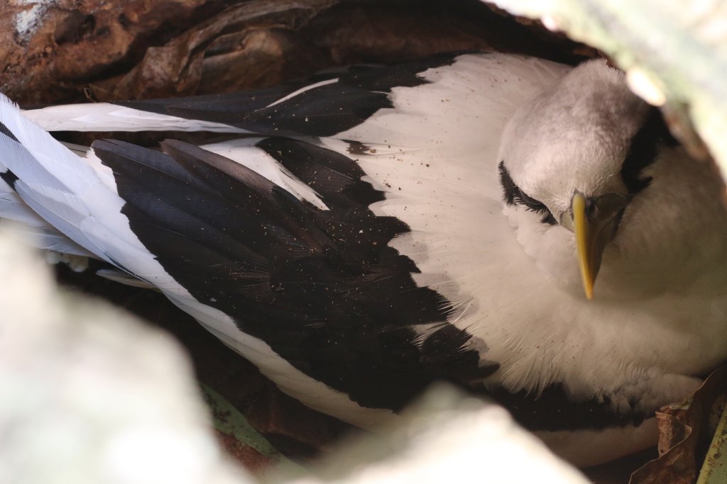 White-tailed Tropicbird in nest in hollow tree