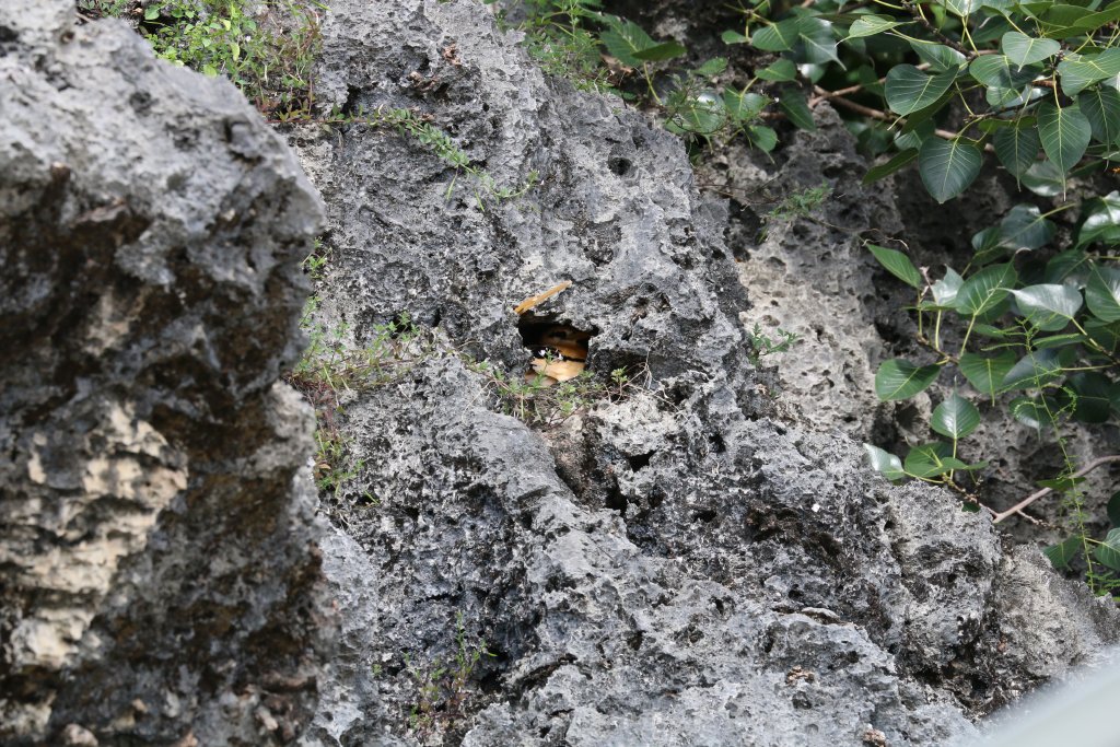 White-tailed Tropicbird in nest site