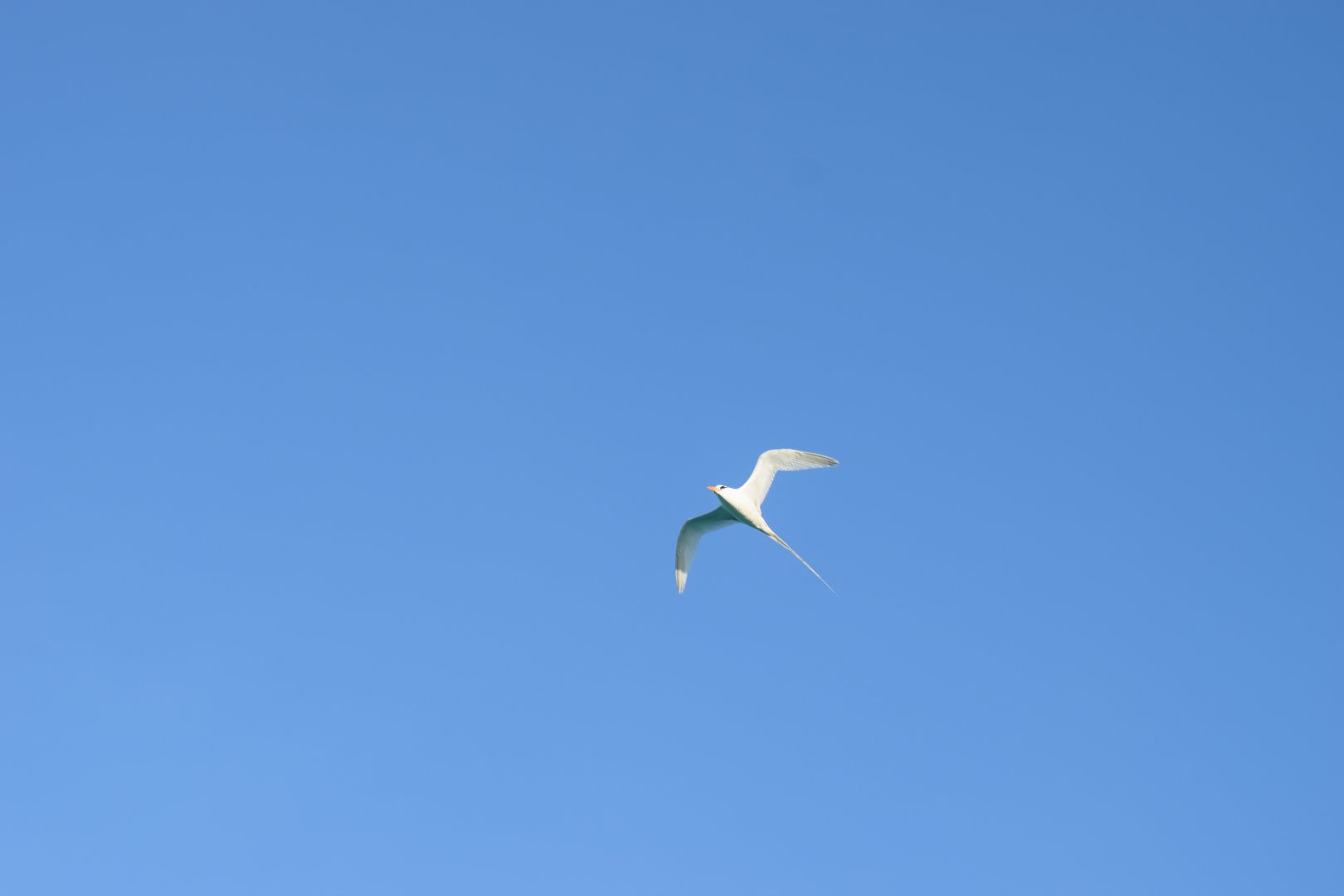 White-tailed Tropicbird (Phaethon lepturus catesbyi)