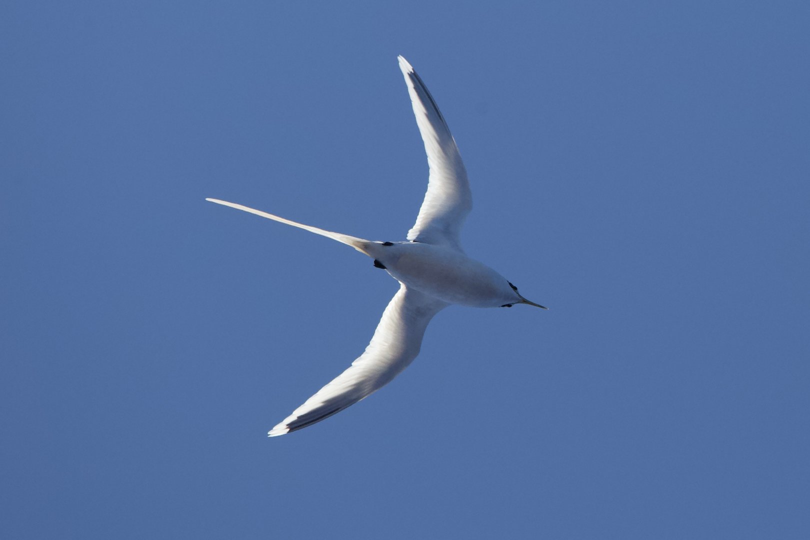 White-tailed Tropicbird/ Phaethon lepturus