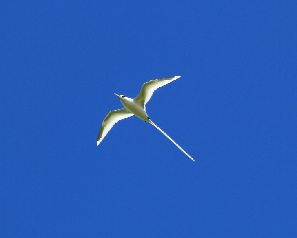 White-tailed Tropicbird