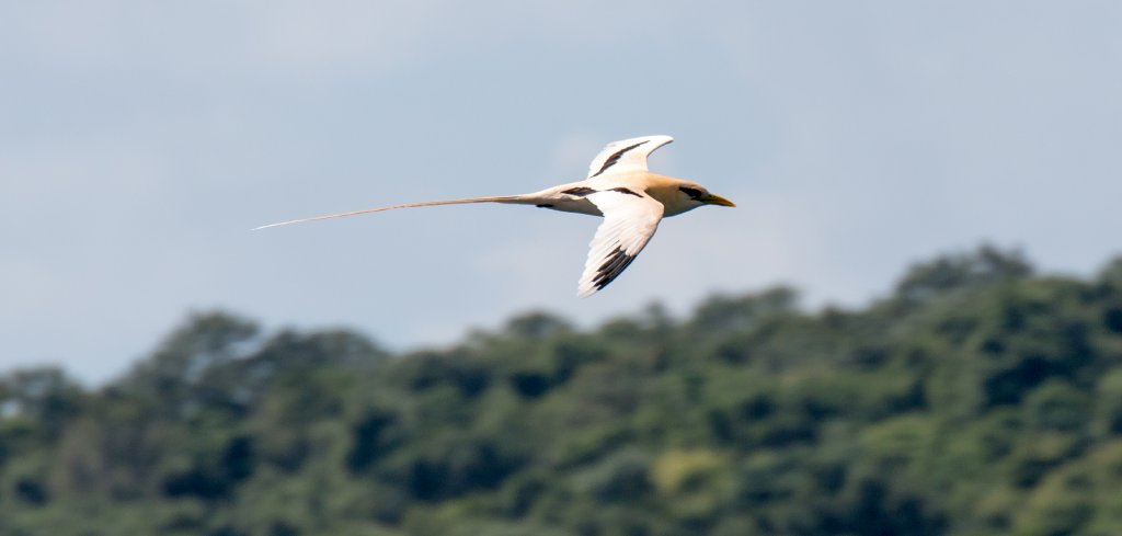 White-tailed Tropicbird