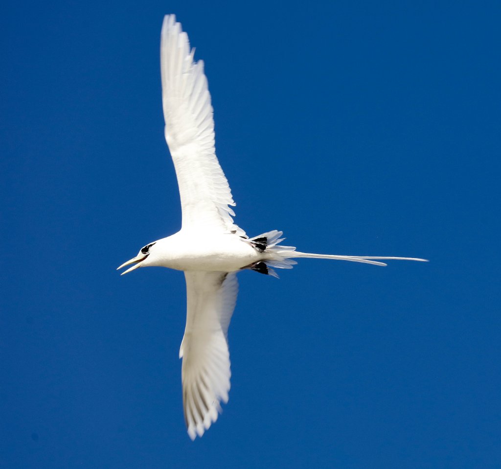 White-tailed Tropicbird