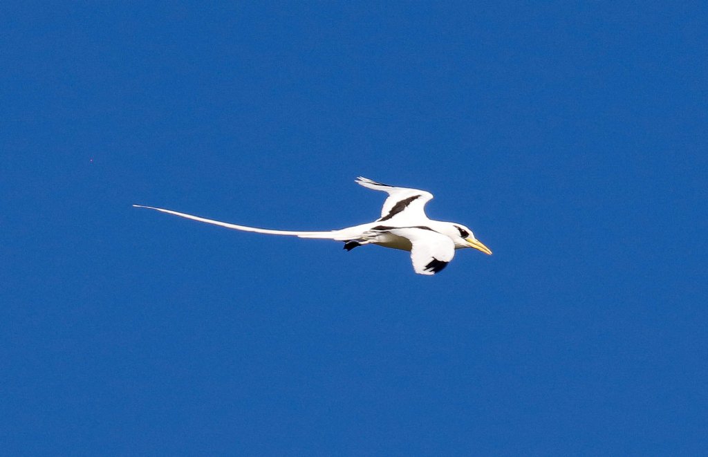 White-tailed Tropicbird