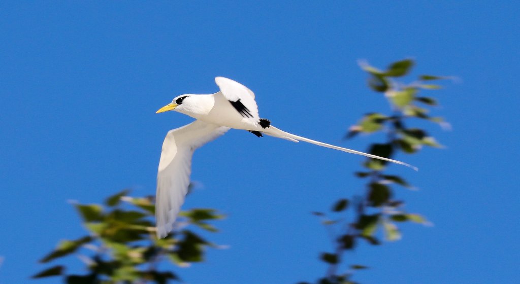 White-tailed Tropicbird