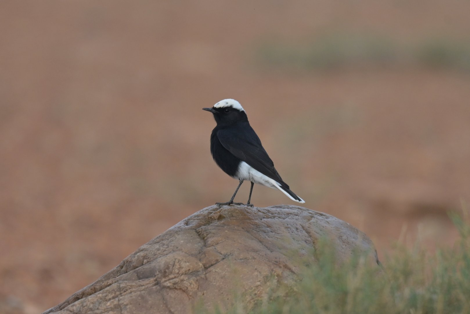 White-tailed Wheatear Oenanthe leucopyga