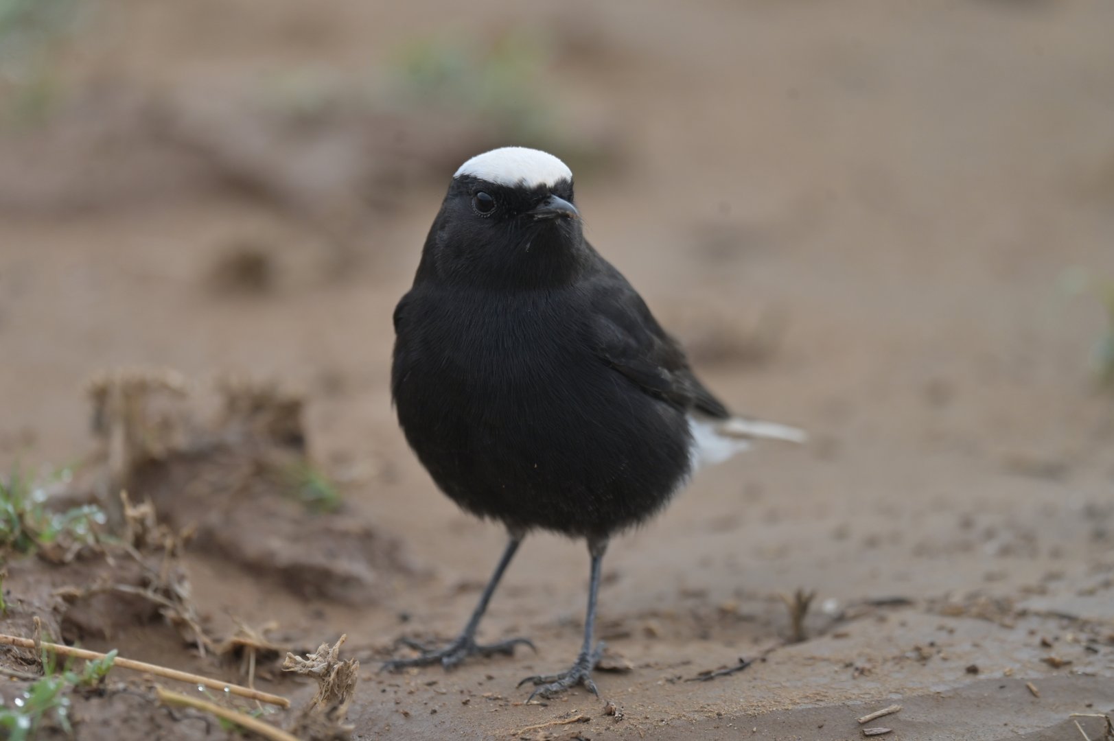 White-tailed Wheatear Oenanthe leucopyga