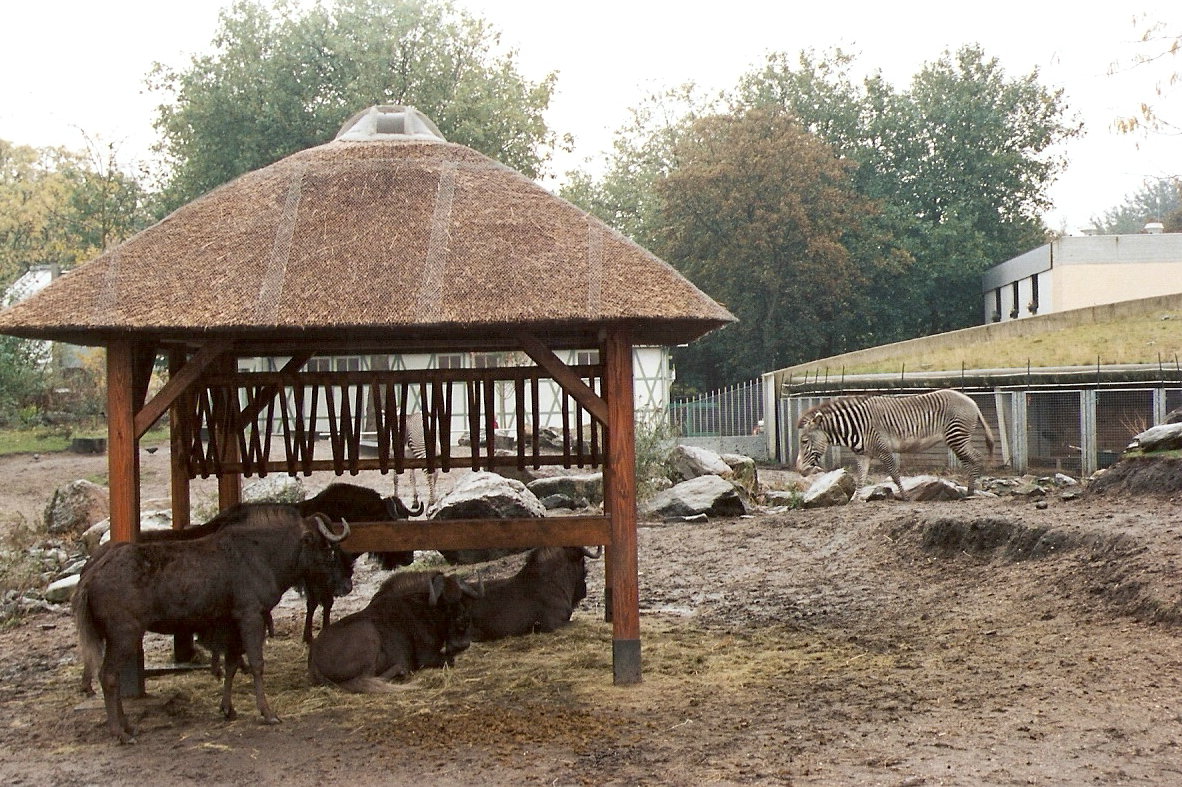 White-tailed Wildebeest and Grevy's Zebra at Artis 2002