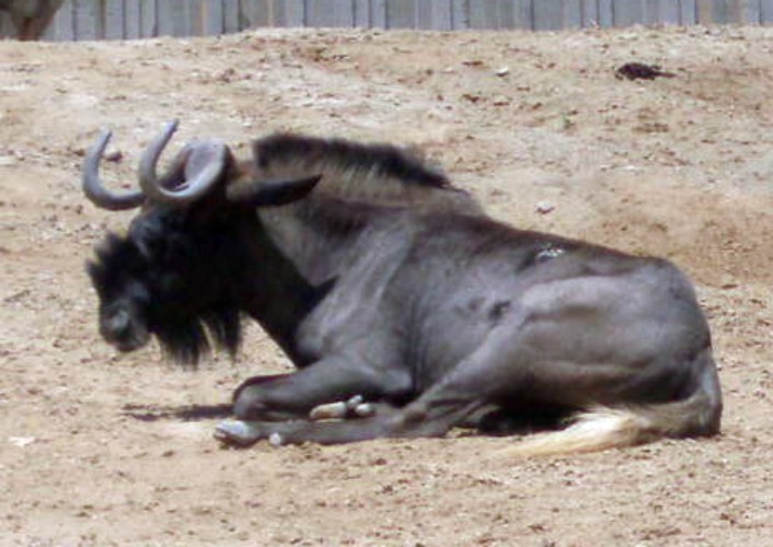 White-tailed Wildebeest (Connochaetes gnou)