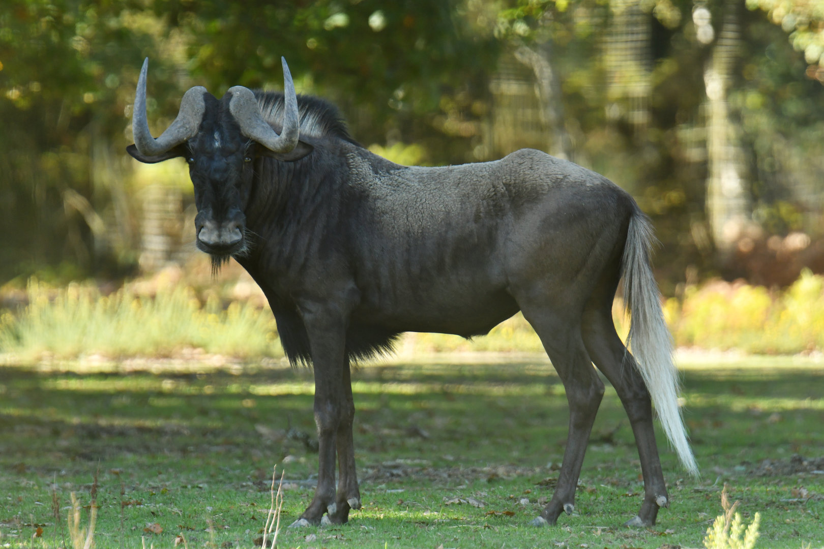 White-tailed wildebeest (Connochaetes gnou)