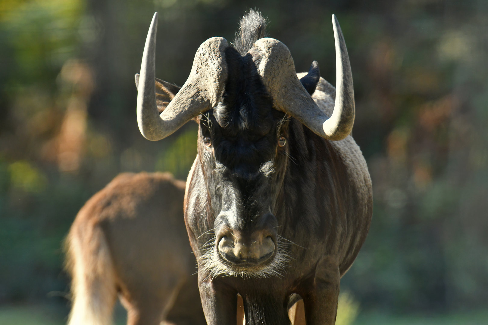 White-tailed wildebeest (Connochaetes gnou)