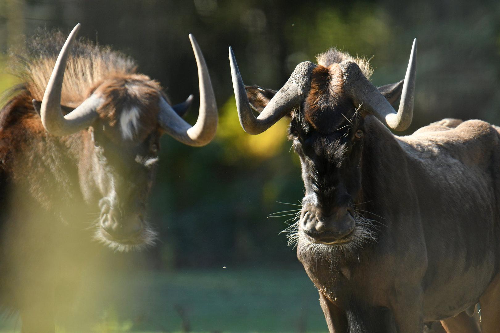 White-tailed wildebeest (Connochaetes gnou)