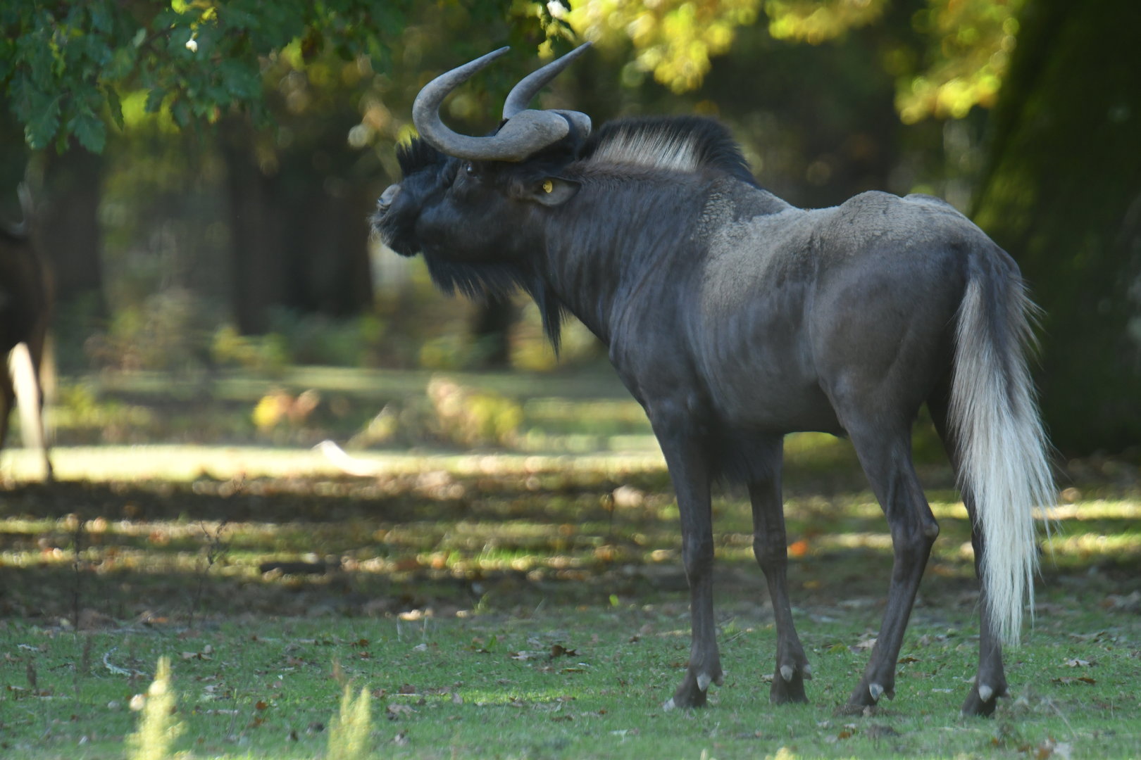 White-tailed wildebeest (Connochaetes gnou)