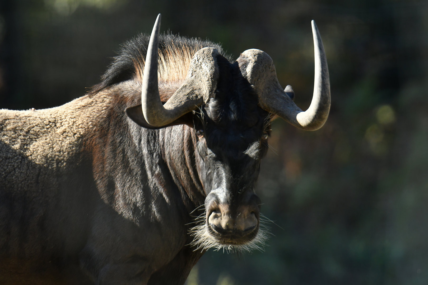 White-tailed wildebeest (Connochaetes gnou)