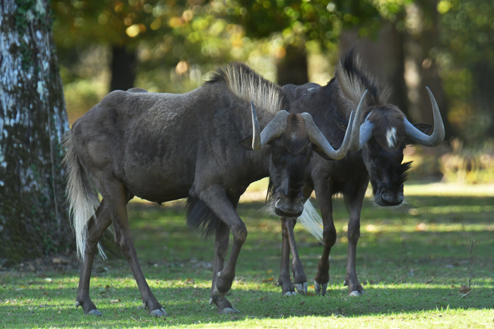 White-tailed wildebeest (Connochaetes gnou)