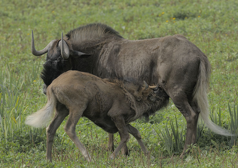 White-tailed wildebeest