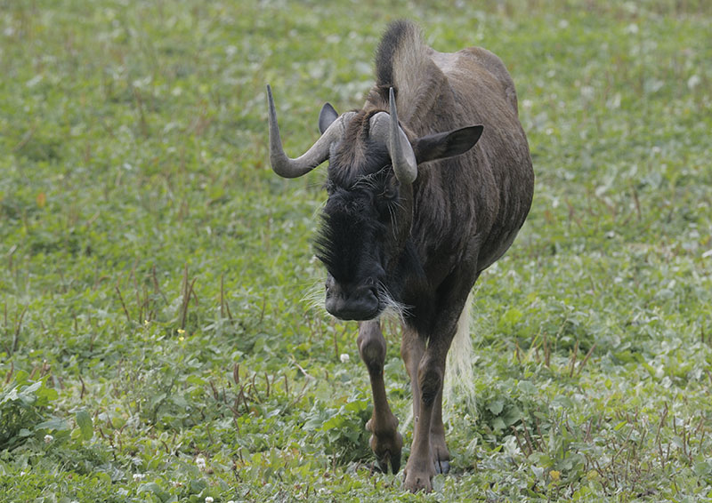White-tailed wildebeest
