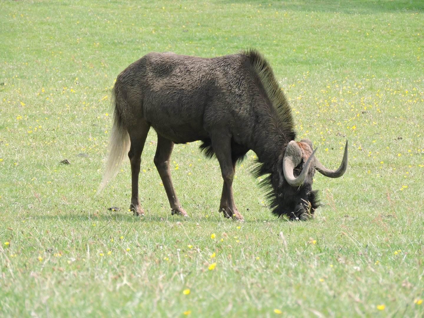 White Tailed Wildebeest