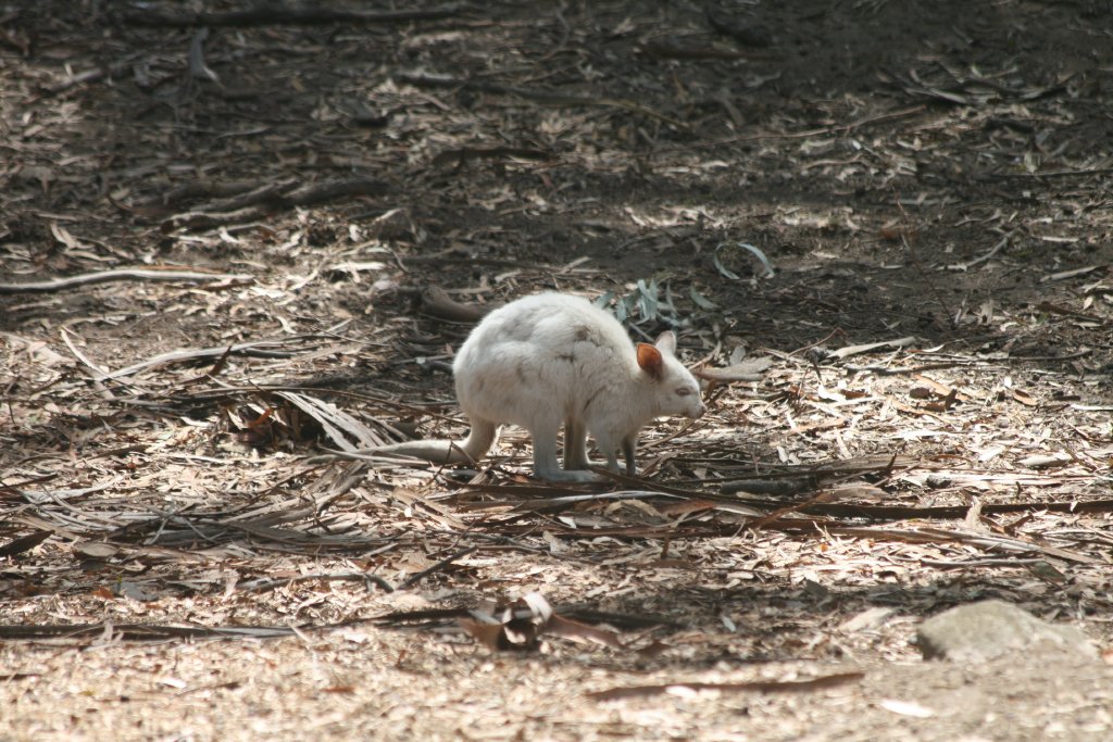 White Tammar Wallaby