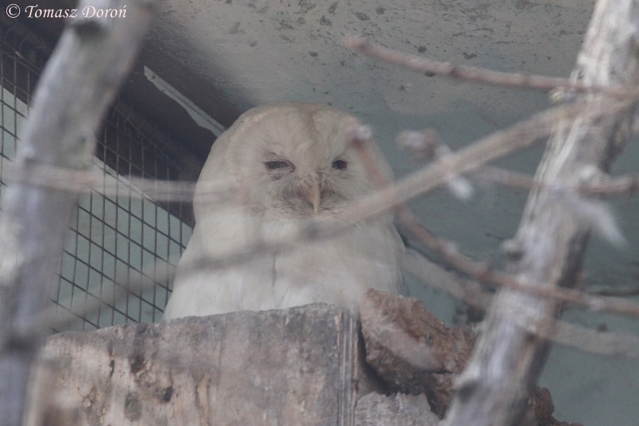 White Tawny Owl (Strix aluco), April 2011