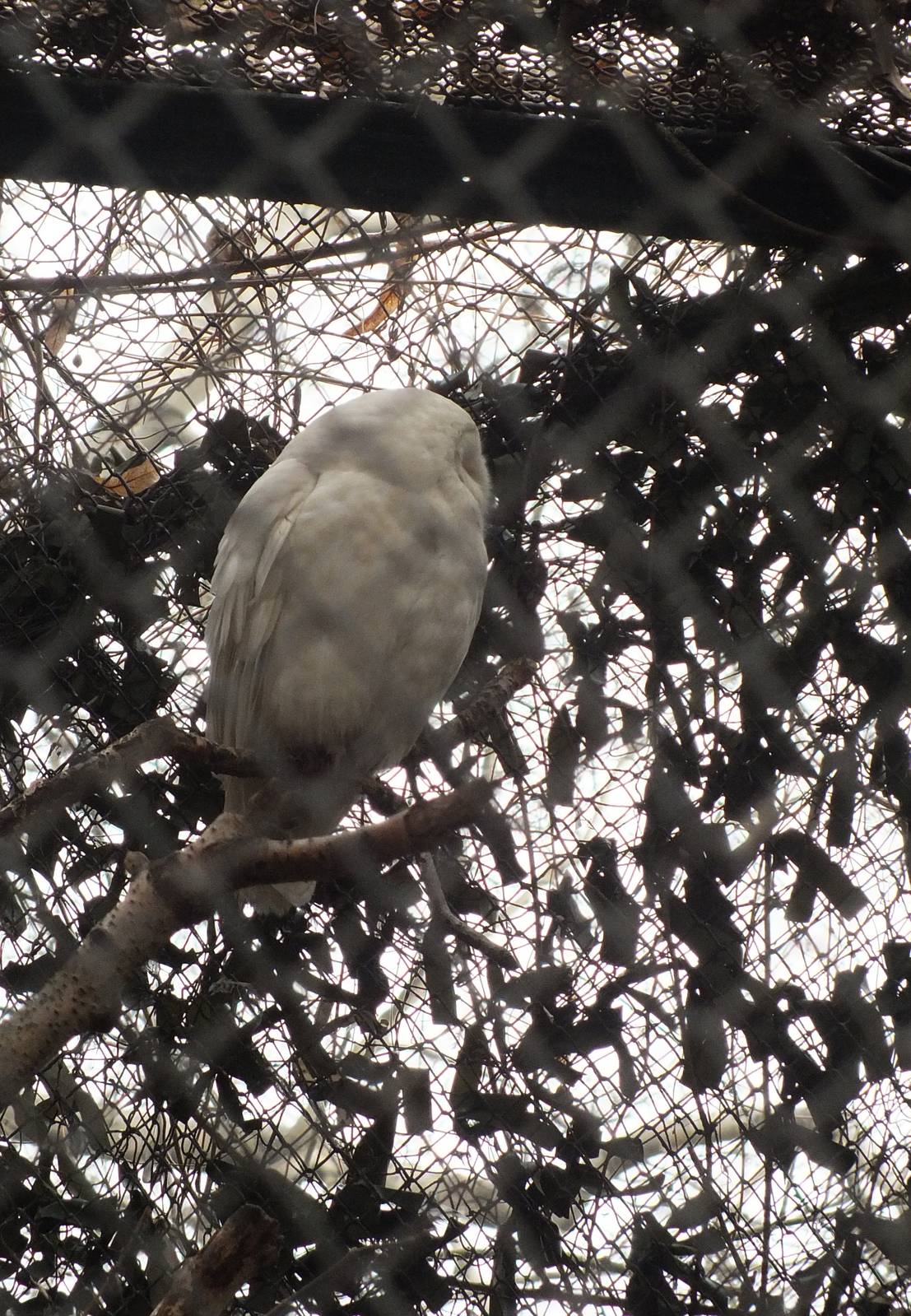 White Tawny Owl