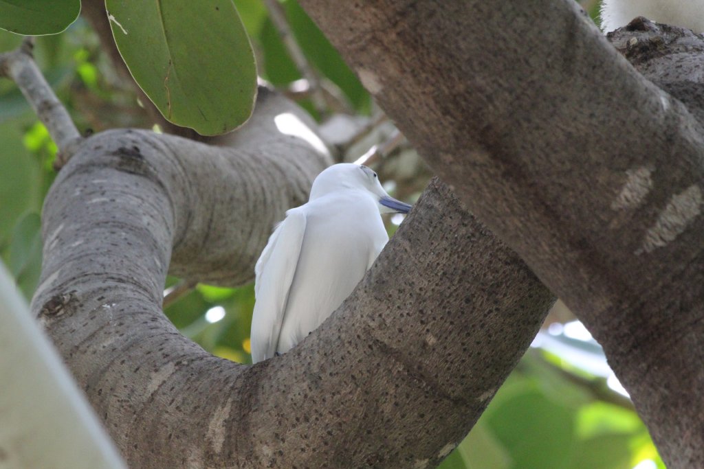 White Tern adult (wild)