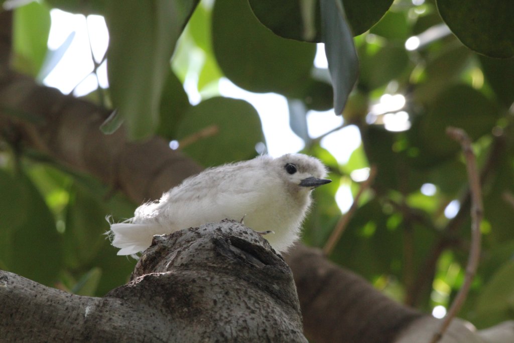 White Tern chick (wild)