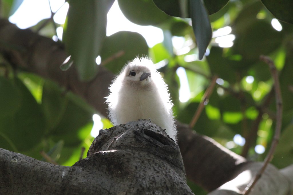 White Tern chick (wild)