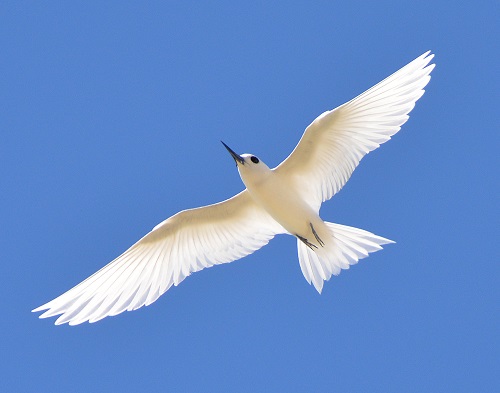 White tern -- Cook Islands