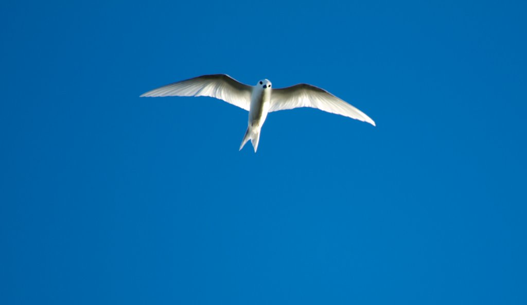 White Tern (Gygis alba)