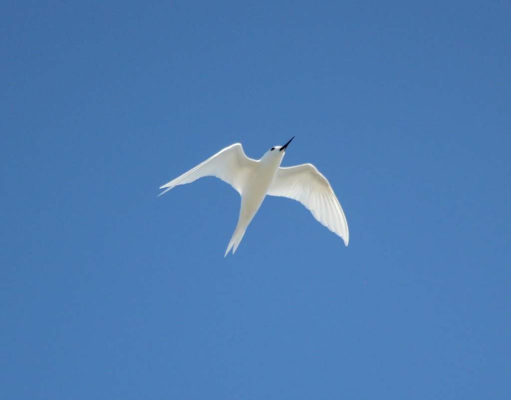 White Tern (Gygis alba)