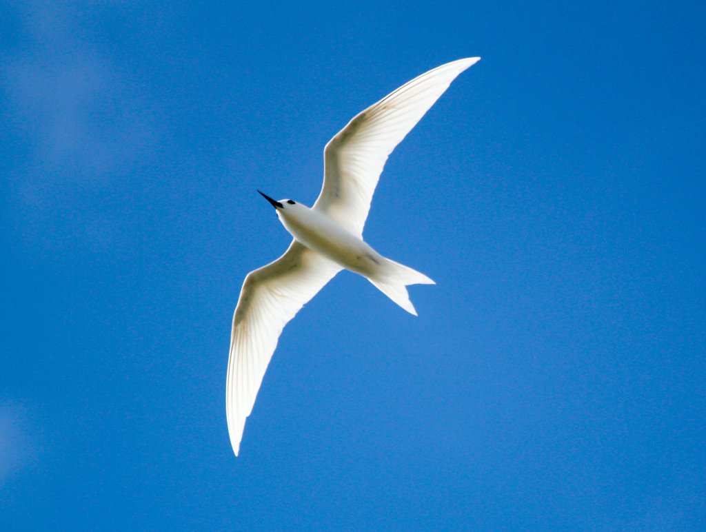 White Tern (Gygis alba)