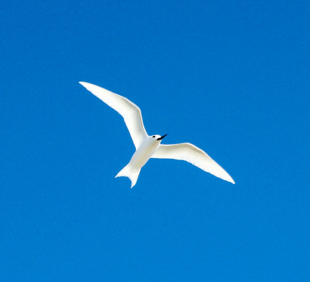 White Tern (Gygis alba)