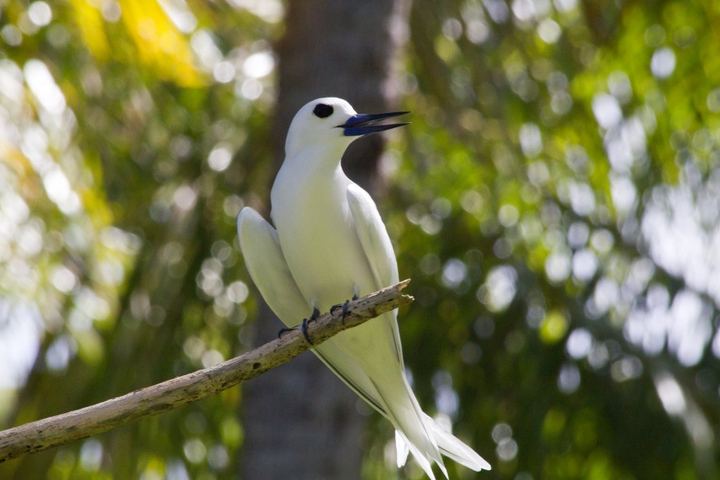 White Tern (Gygis alba)