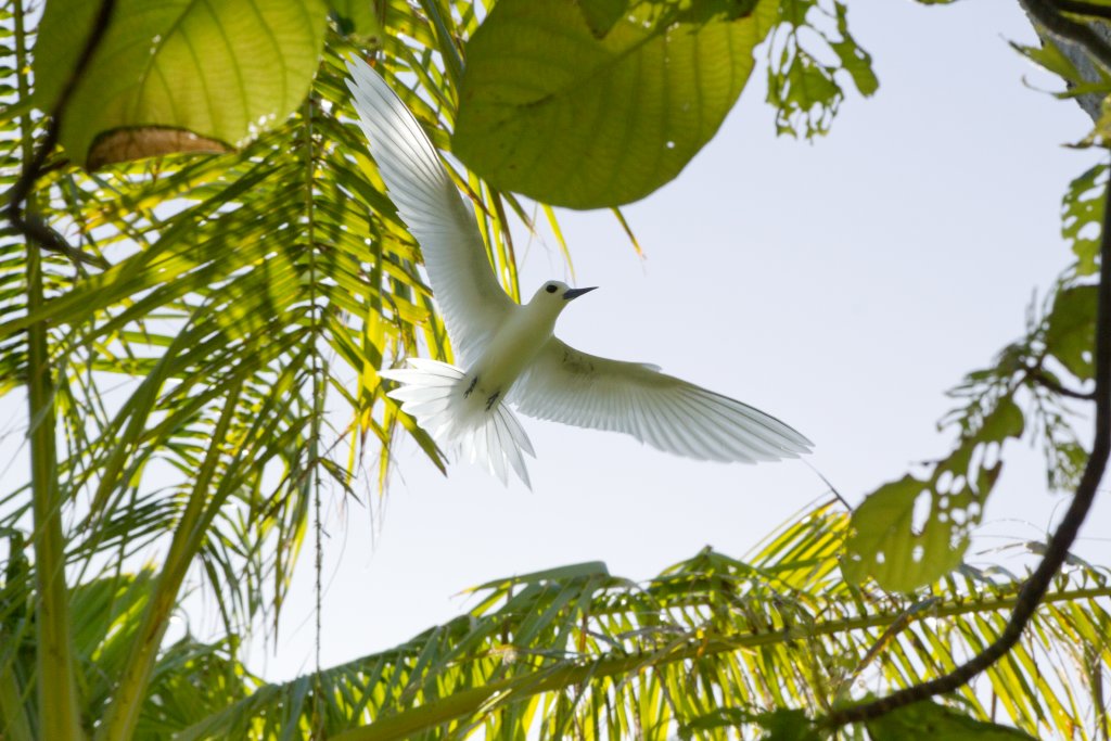 White Tern (Gygis alba)