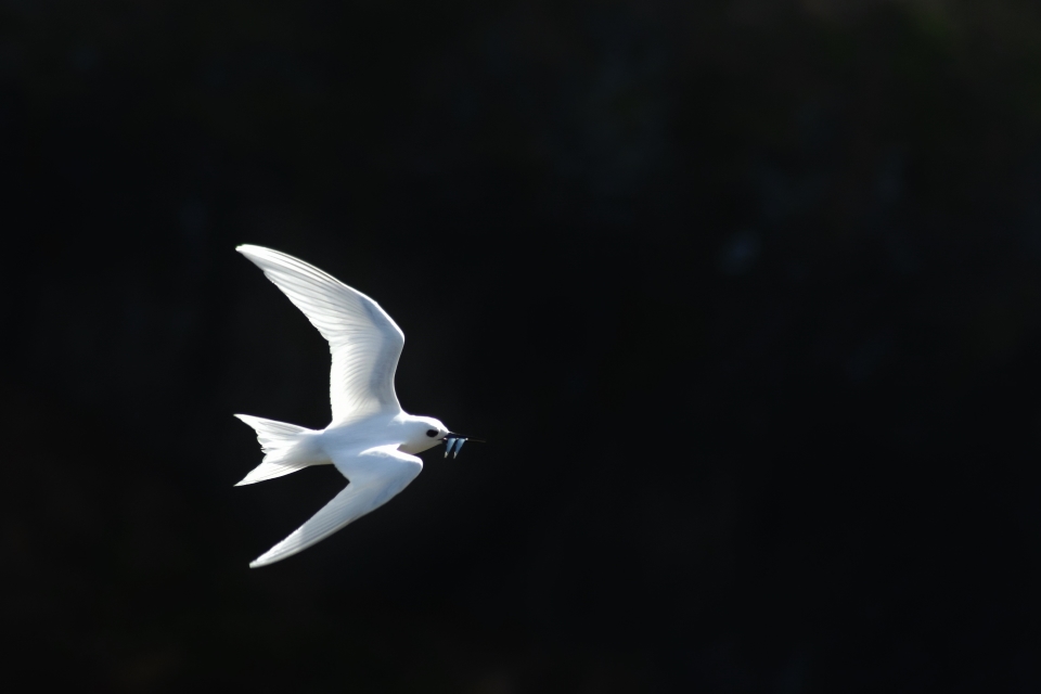 White Tern, Gygis alba