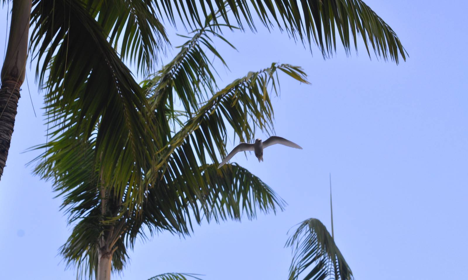 White Tern - Hawaii