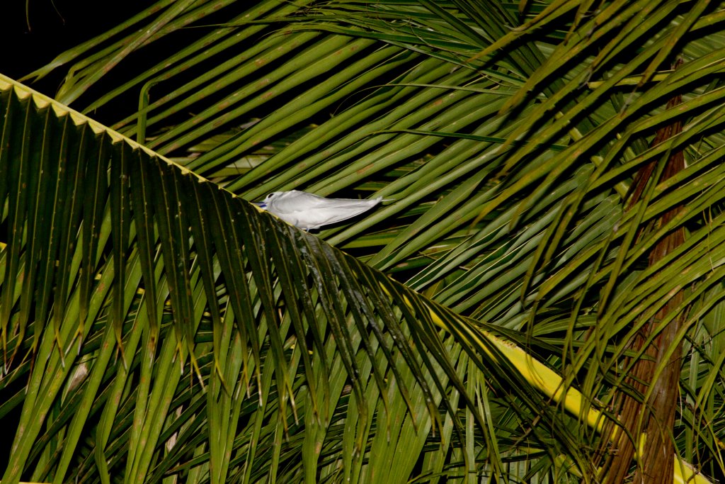 White Tern roosting for the night (Gygis alba)