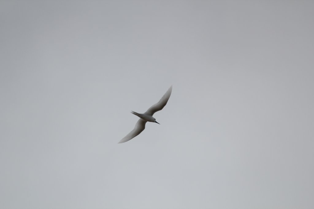 White Tern