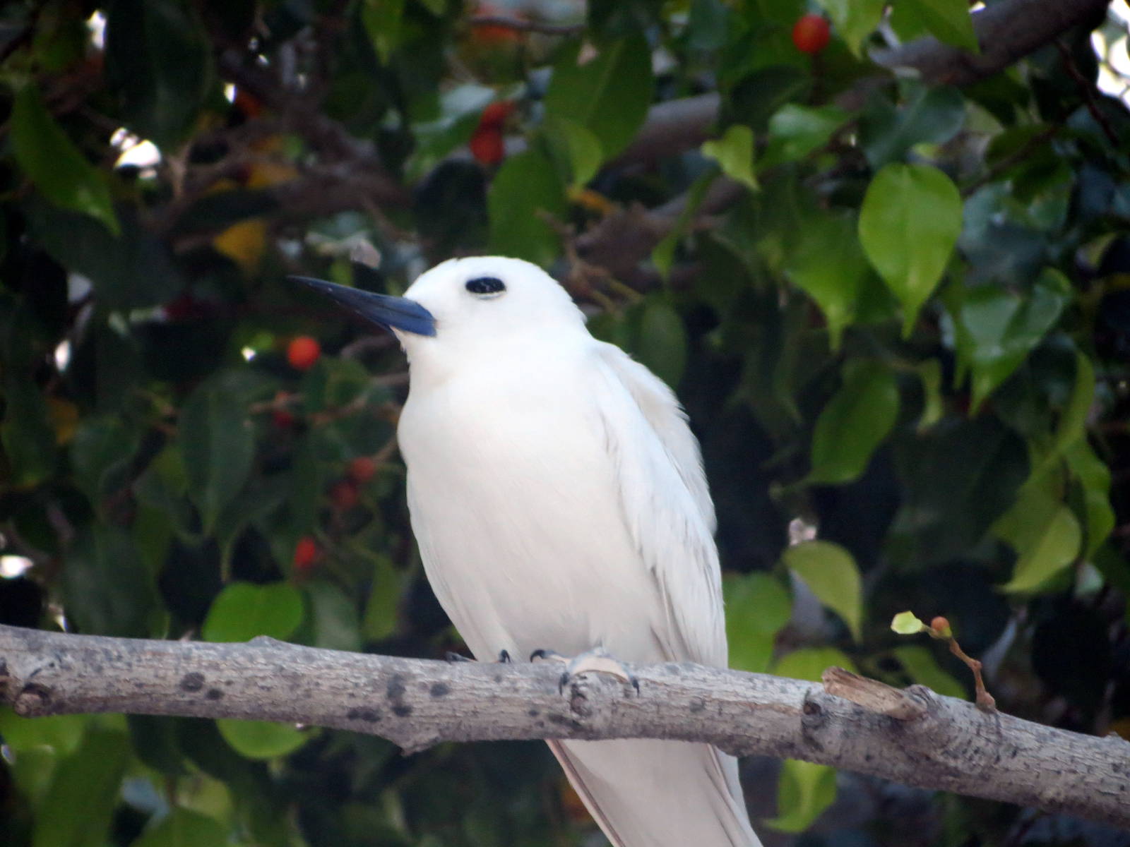White Tern