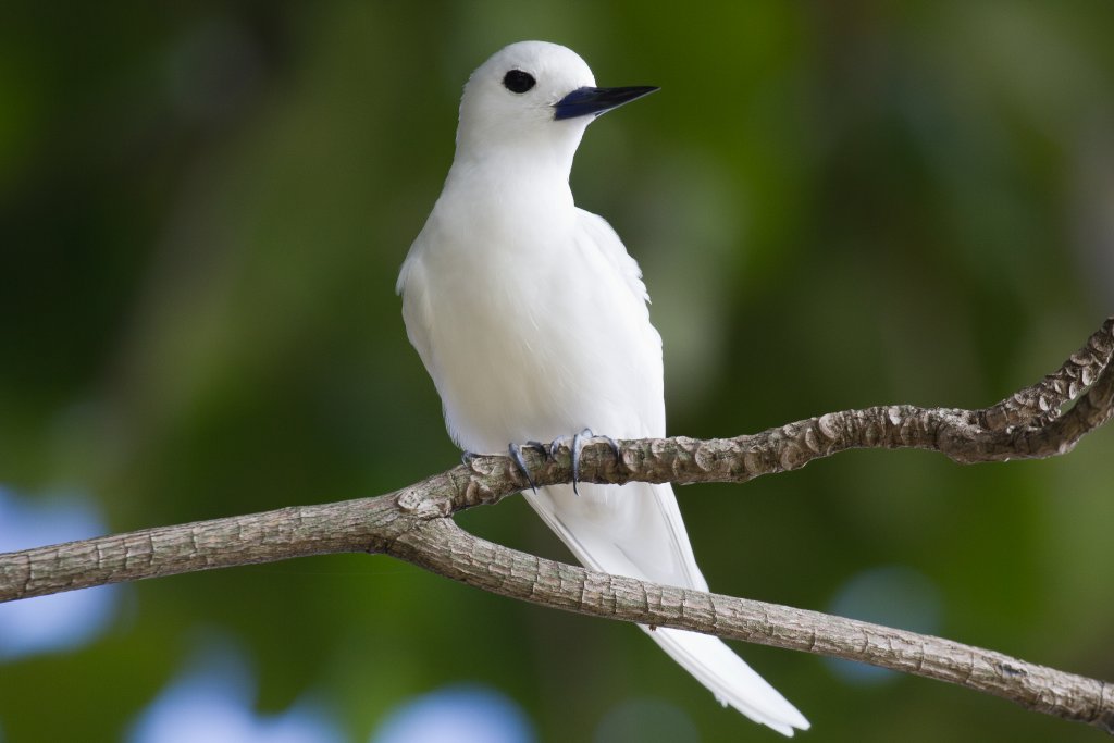 White Tern