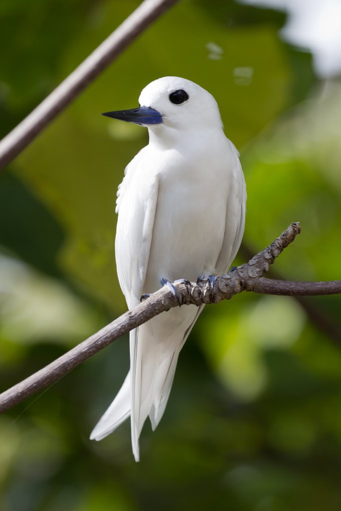 White Tern