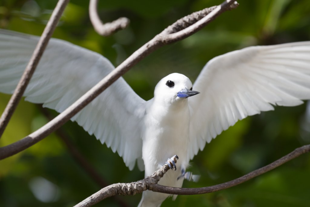 White Tern