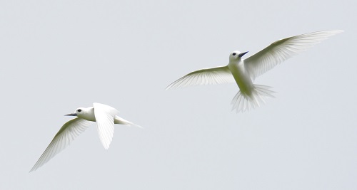 White terns -- Cook Islands