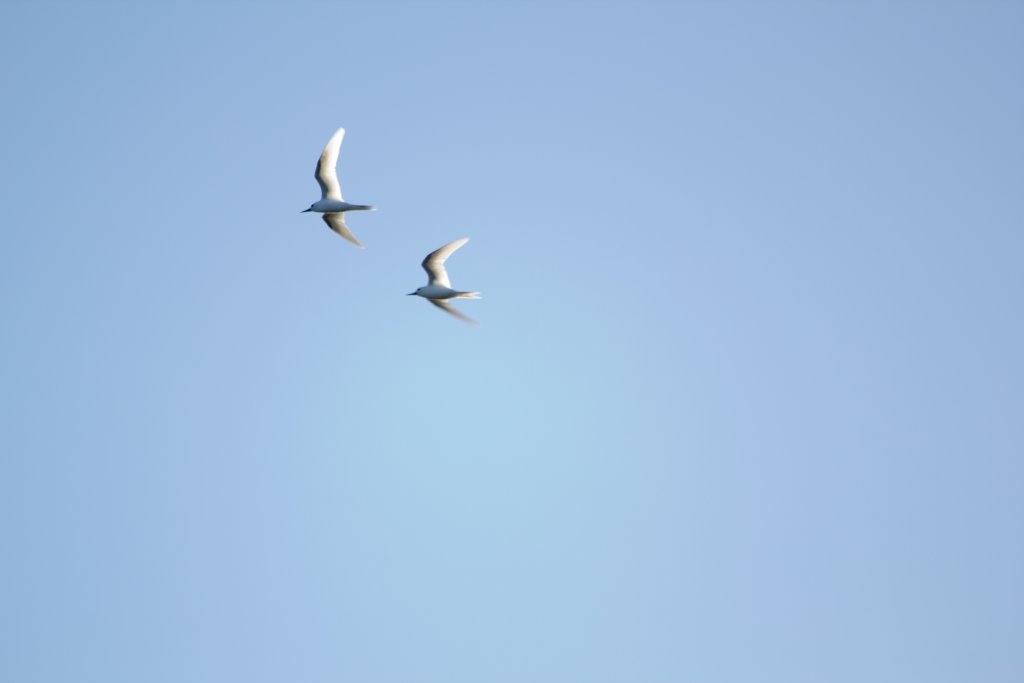White Terns (Gygis alba)