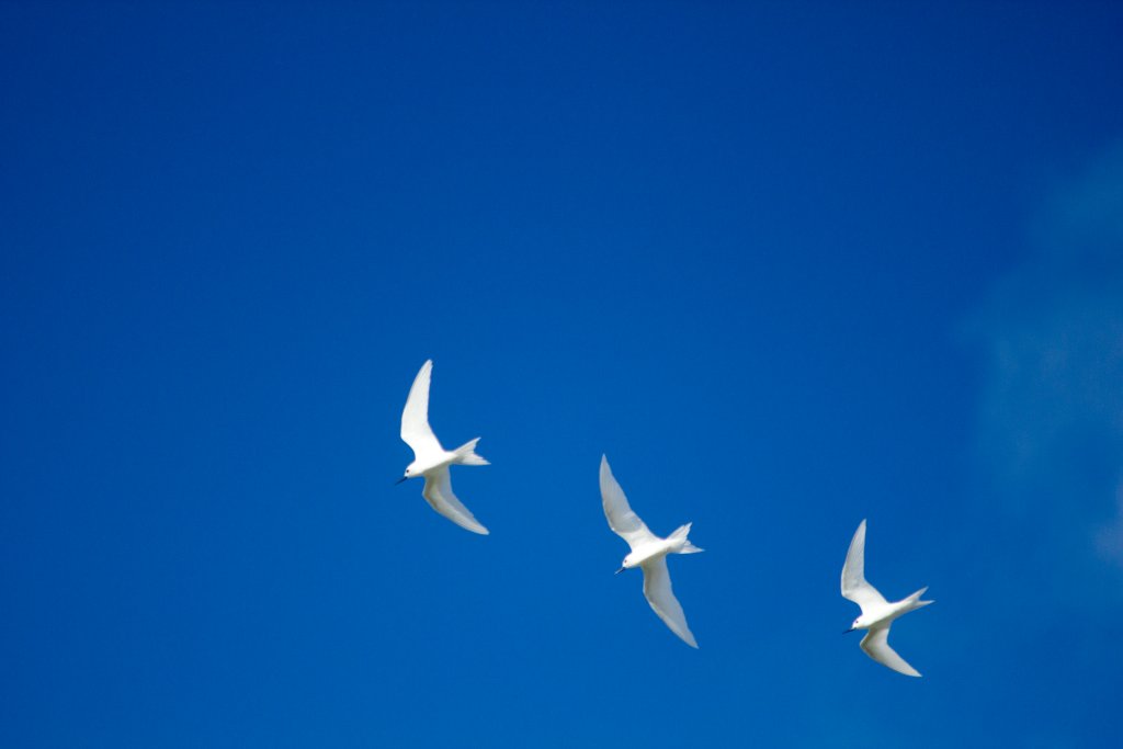 White Terns (Gygis alba)