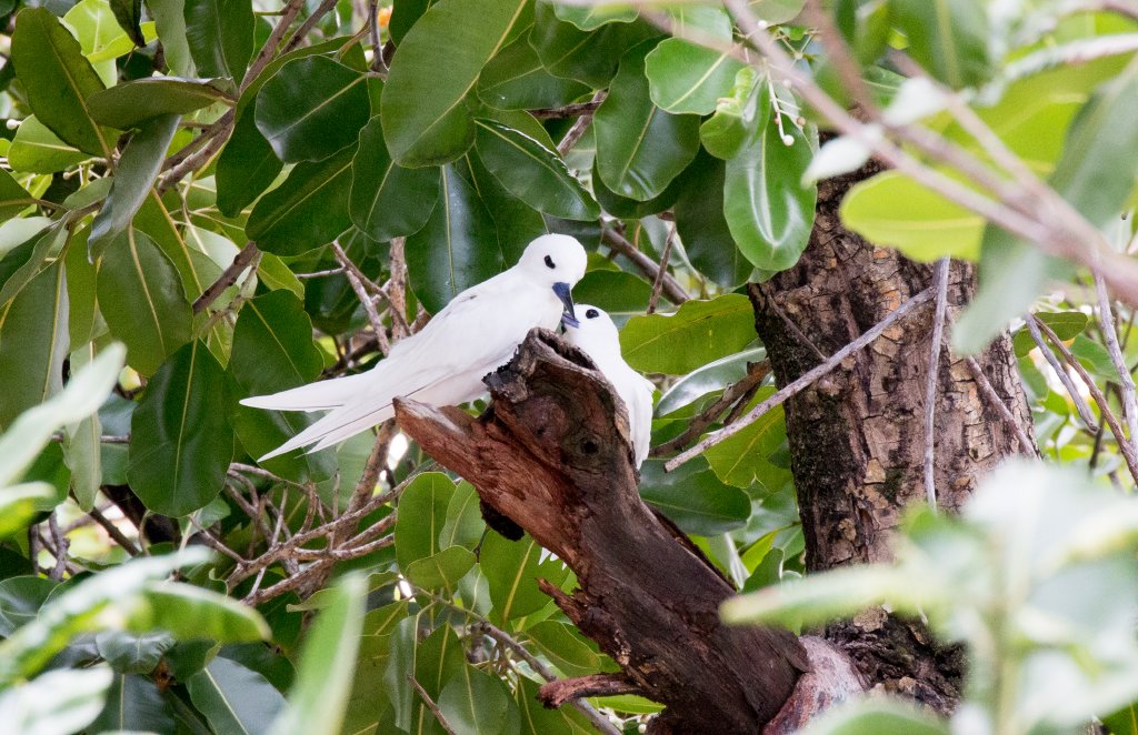 White Terns