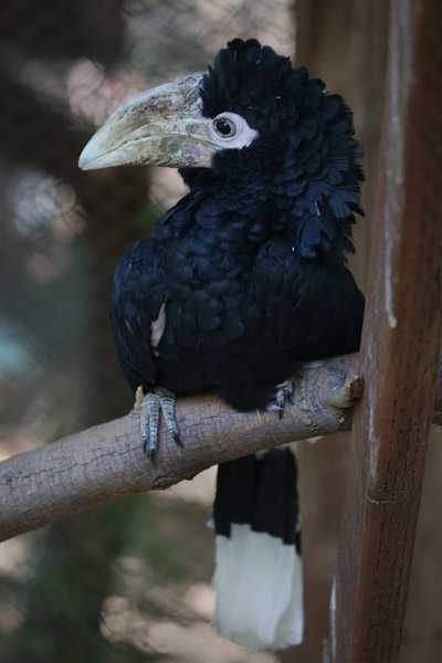 white thighed hornbill