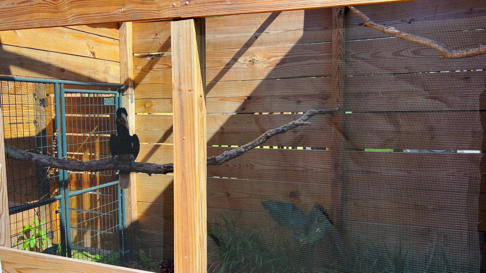 White Thighed Hornbill