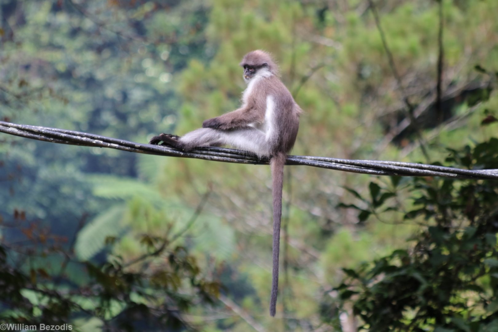 White-thighed Langur - Fraser's Hill